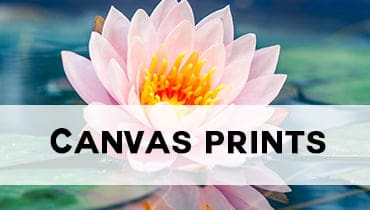 New Wall Art Prints & Paintings on Canvas | Online Gallery