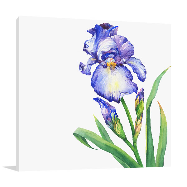 Blue Iris Canvas Art Print In Australian Art For Sale